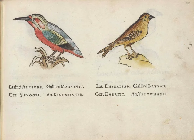 Martin-pêcheur et bruant