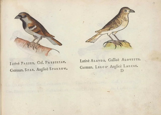 Sparrow and lark, Jacques Le Moyne de Morgues