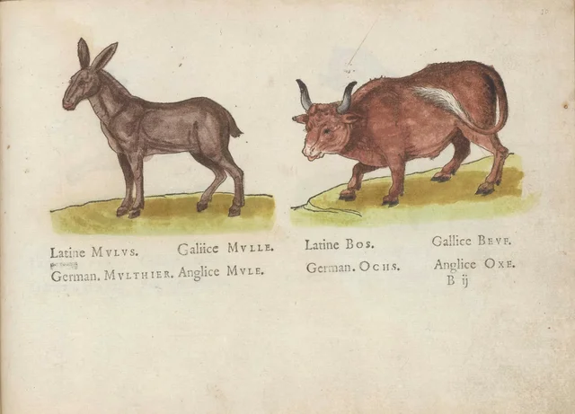 Mule and ox, Jacques Le Moyne de Morgues