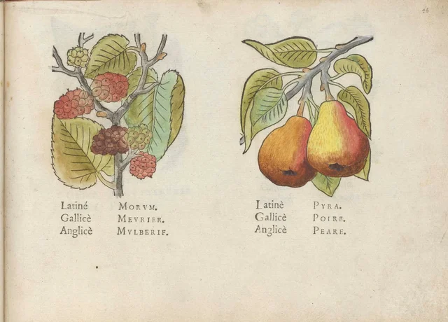 Mûres et poires