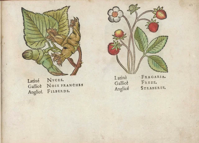 Filberts and strawberries, Jacques Le Moyne de Morgues