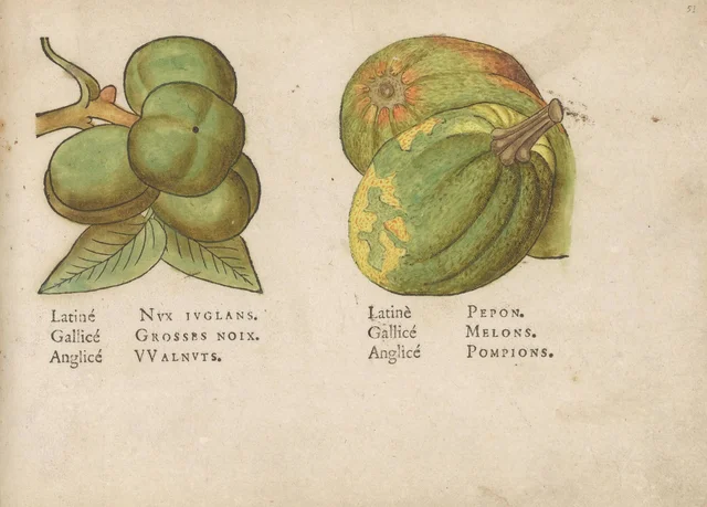 Walnuts and melons, Jacques Le Moyne de Morgues
