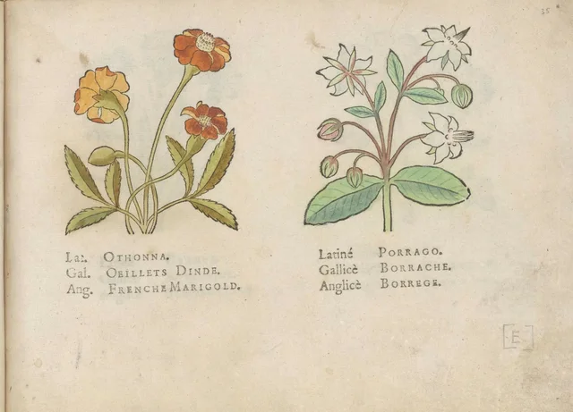 French marigold and borage, Jacques Le Moyne de Morgues