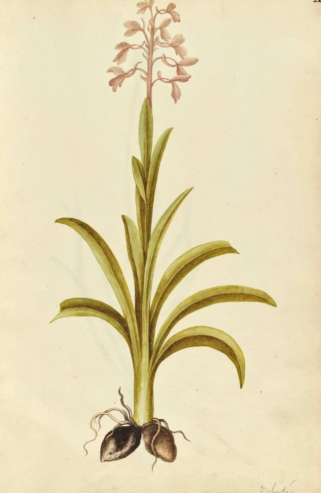 Early purple orchid