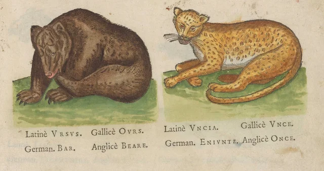 Bear and ounce, Jacques Le Moyne de Morgues