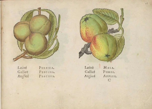 Pêches et pommes