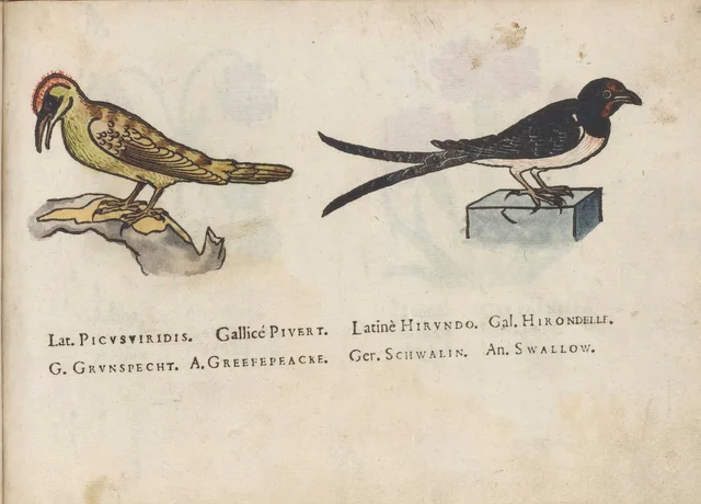 Green woodpecker and swallow, Jacques Le Moyne de Morgues