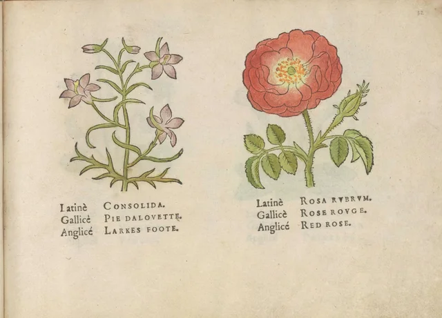 Larkspur and red rose