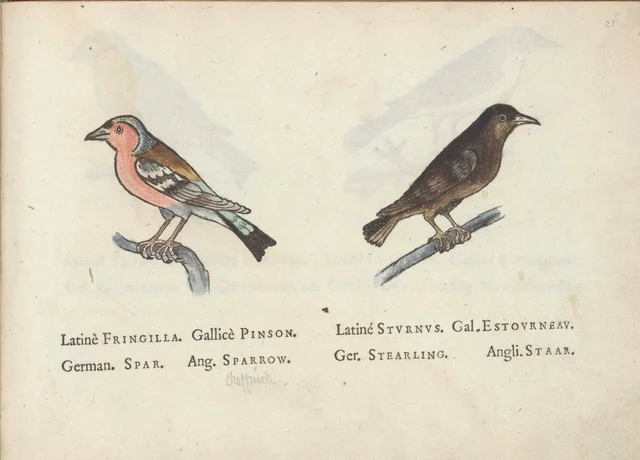 Chaffinch and starling, Jacques Le Moyne de Morgues