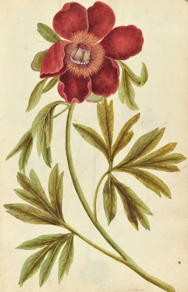 Peony, Jacques Le Moyne de Morgues
