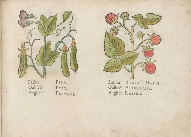 Peas and raspberries, Jacques Le Moyne de Morgues