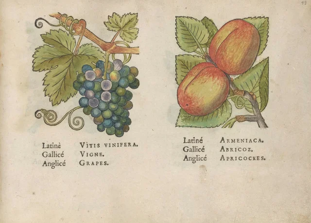 Grapes and apricots, Jacques Le Moyne de Morgues