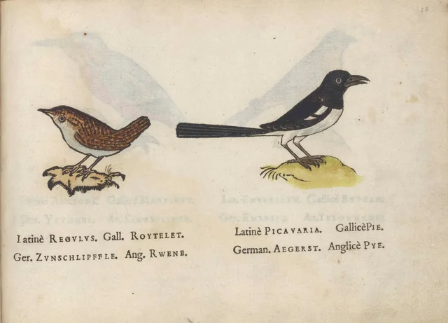 Wren and magpie, Jacques Le Moyne de Morgues