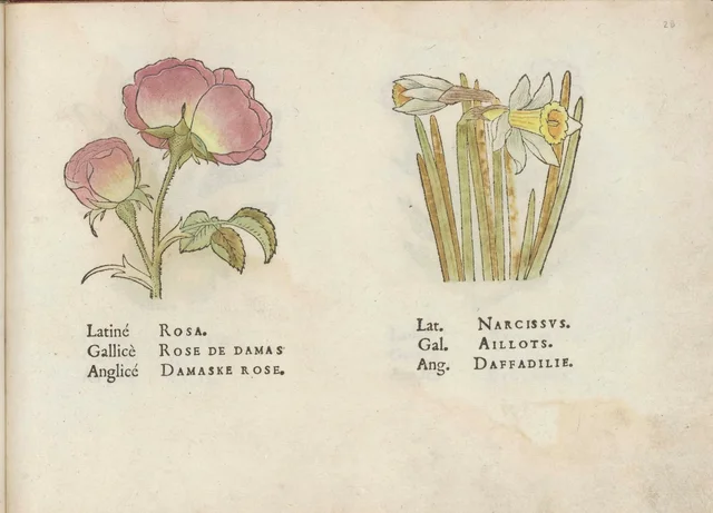 Damask rose and daffodil, Jacques Le Moyne de Morgues