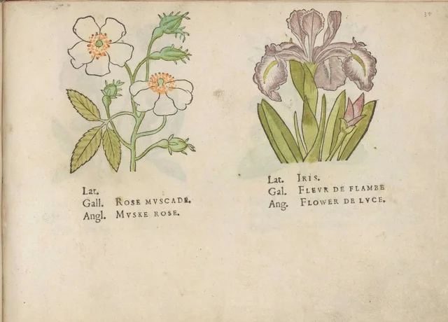 Musk rose and iris, Jacques Le Moyne de Morgues