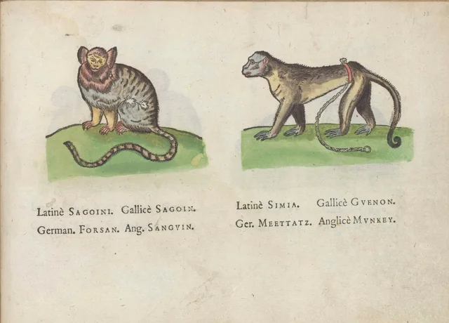 Sagouin et guenon