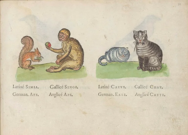 Monkey and cat, Jacques Le Moyne de Morgues