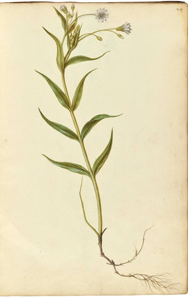 Stitchwort