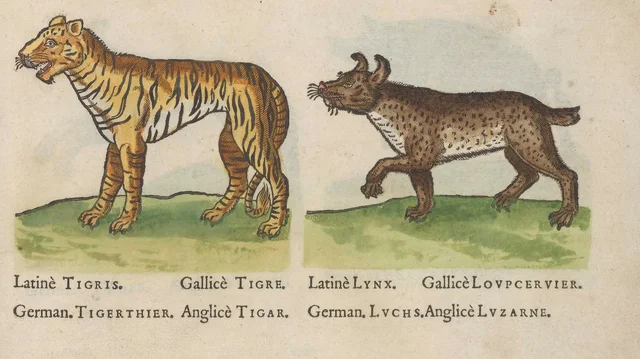 Tigre et lynx
