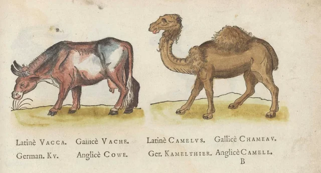 Vache et chameau