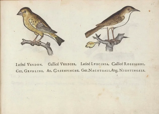Verdier et rossignol