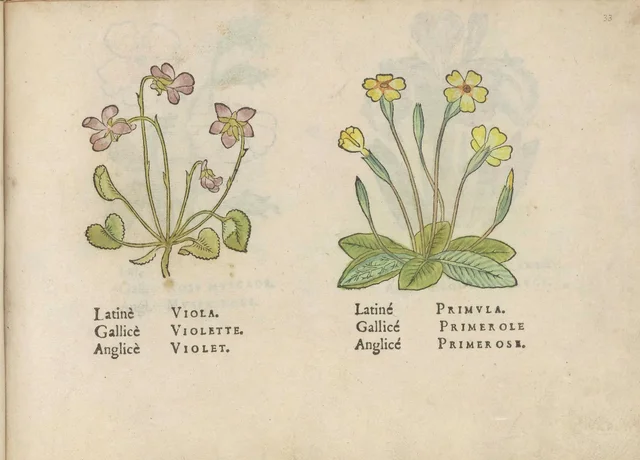 Violet and primrose