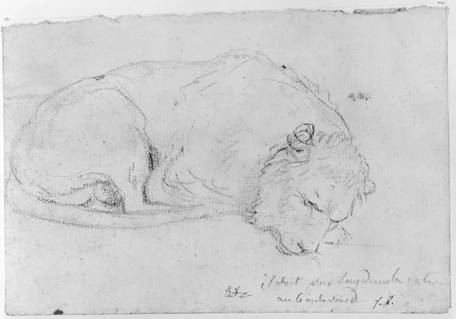 Resting lion