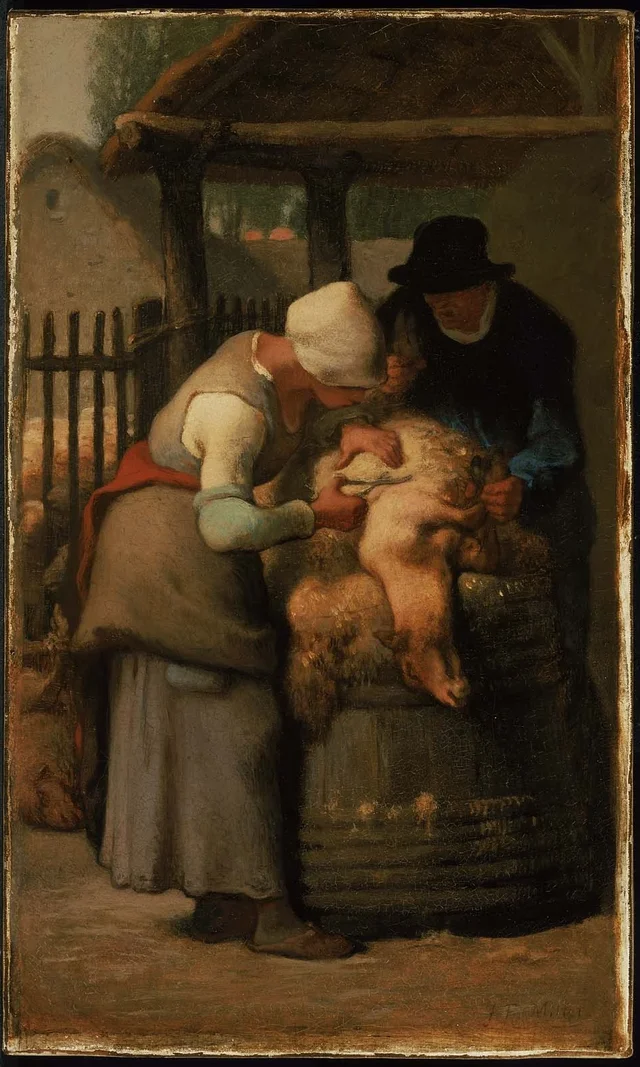 Shearing Sheep