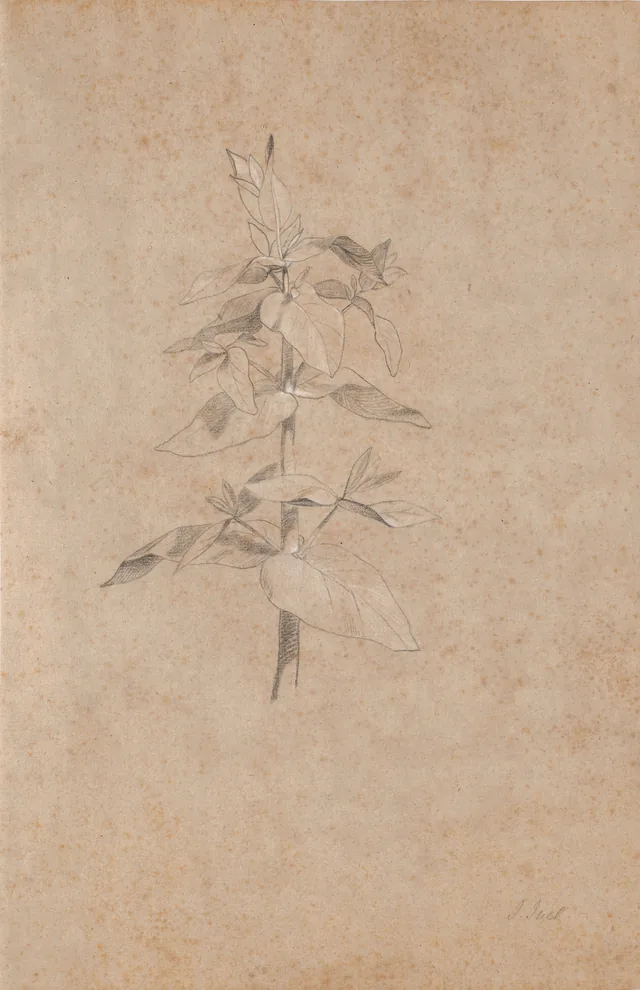植物の習作