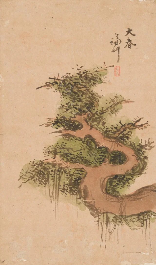 Old pine tree