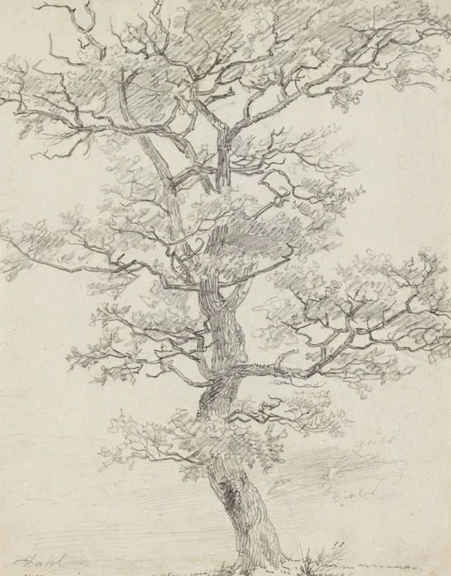 Roble