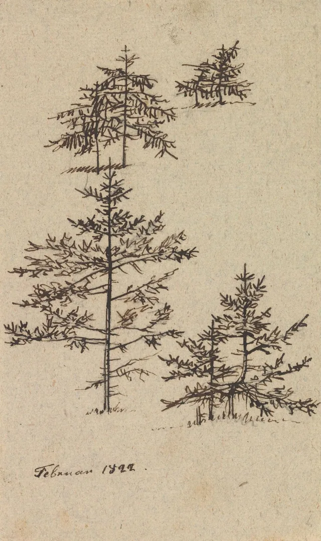モミの木の習作四点