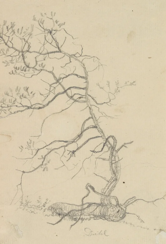 Rama de un árbol de hoja ancha talado