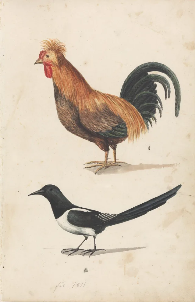 雄鶏と鳥