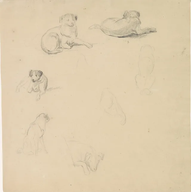 犬の習作