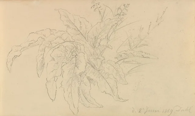 植物の習作