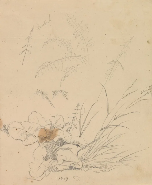植物の習作