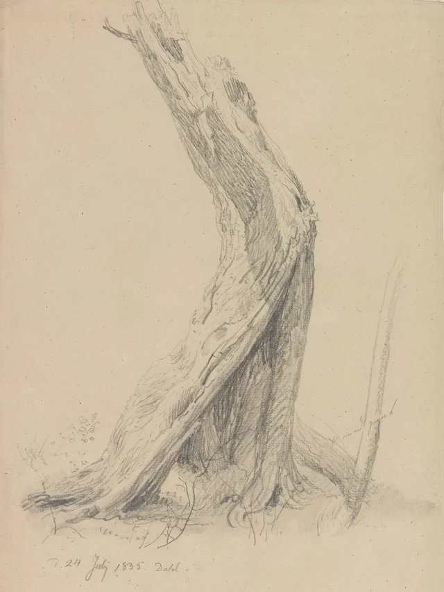 Tronco de árbol agrietado