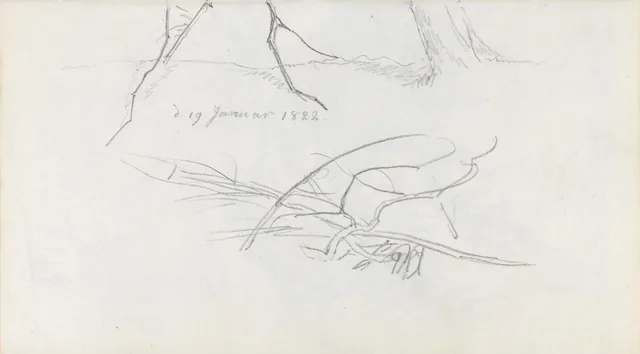 枝の習作、木の幹の一部