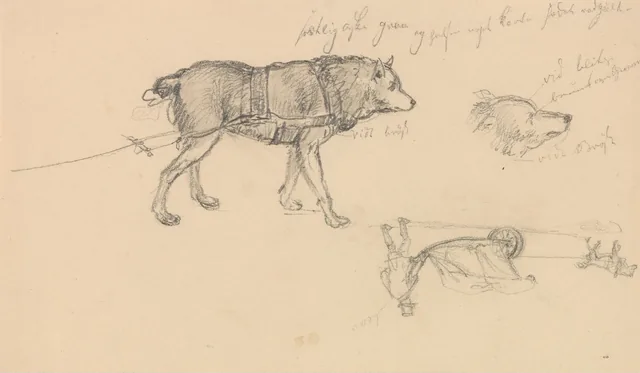 犬の習作