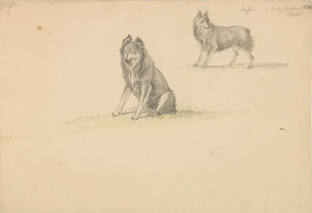犬の習作