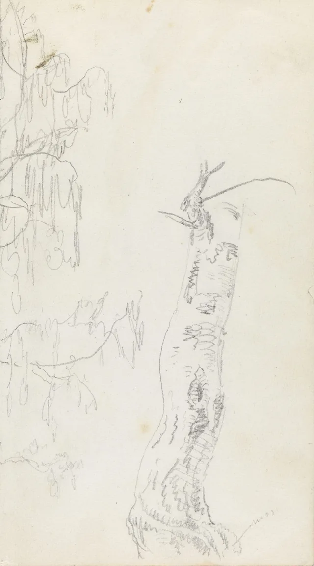 木の幹、木の習作の断片