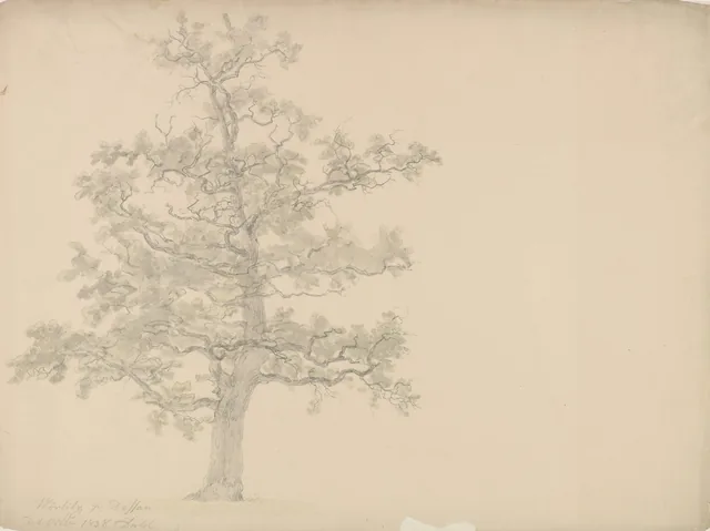 木の習作、ヴェルリッツ