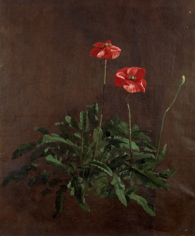Study of poppies, John Constable