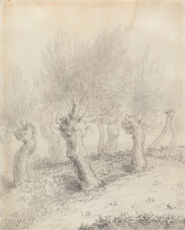 Saules têtards