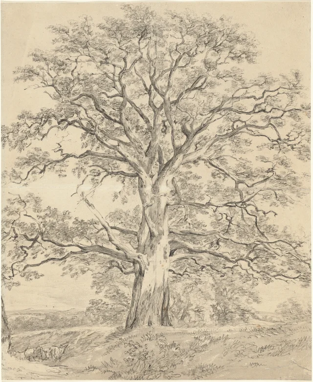 Un grand chêne