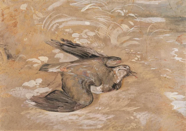 Estudio de un avefría muerta, John Frederick Lewis