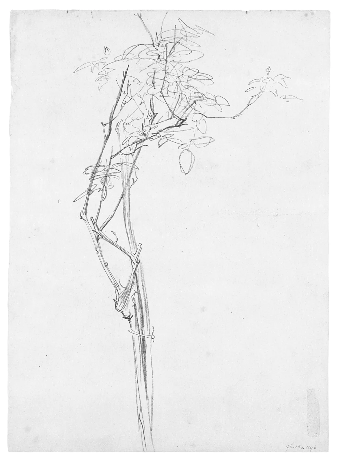 Rose Branch, Study for "Carnation, Lily, Lily, Rose", John Singer Sargent