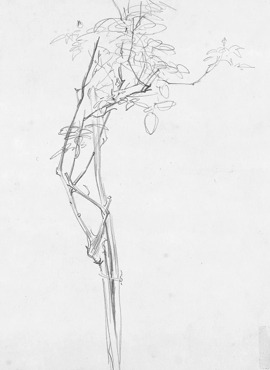 Rose Branch, Study for "Carnation, Lily, Lily, Rose", John Singer Sargent