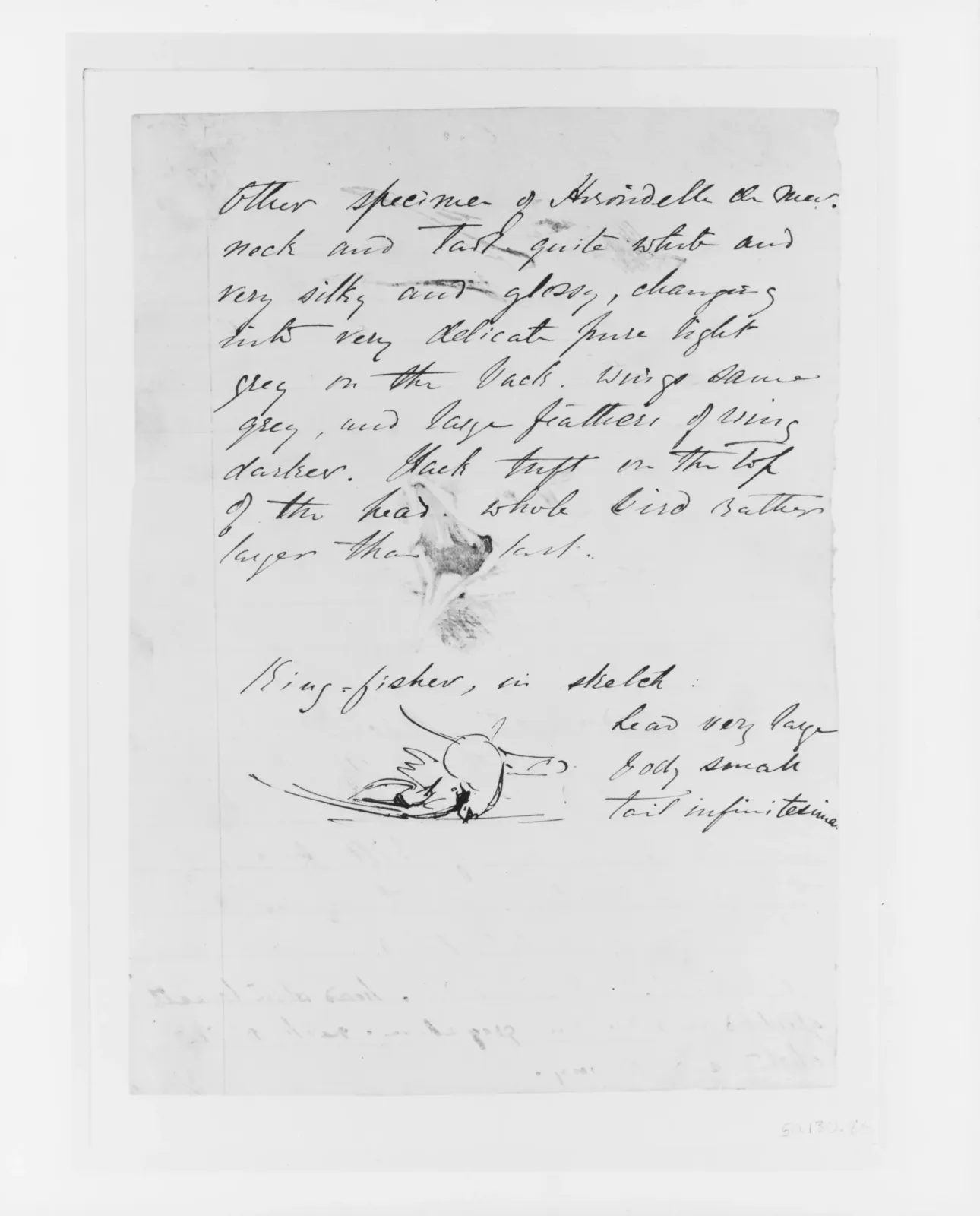 Seagull, Kingfisher, John Singer Sargent